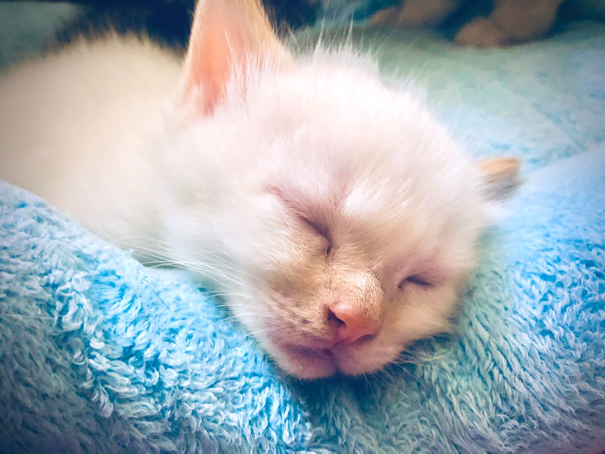 jungle_os's tweet photo. Crystal was demonstrating the proper “cat loaf” crouch position for Pearl (she’s mama’s “mini-me”). Afterward, the kits had milkies together for lunch (& they didn’t fight! 😸), followed by a #CaturdayCatnap. #catLessons #cats #CatsOfTwitter #Caturday https://t.co/4e2ELrXjbU
