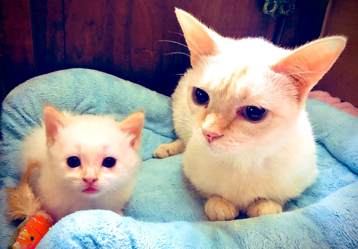 jungle_os's tweet photo. Crystal was demonstrating the proper “cat loaf” crouch position for Pearl (she’s mama’s “mini-me”). Afterward, the kits had milkies together for lunch (& they didn’t fight! 😸), followed by a #CaturdayCatnap. #catLessons #cats #CatsOfTwitter #Caturday https://t.co/4e2ELrXjbU