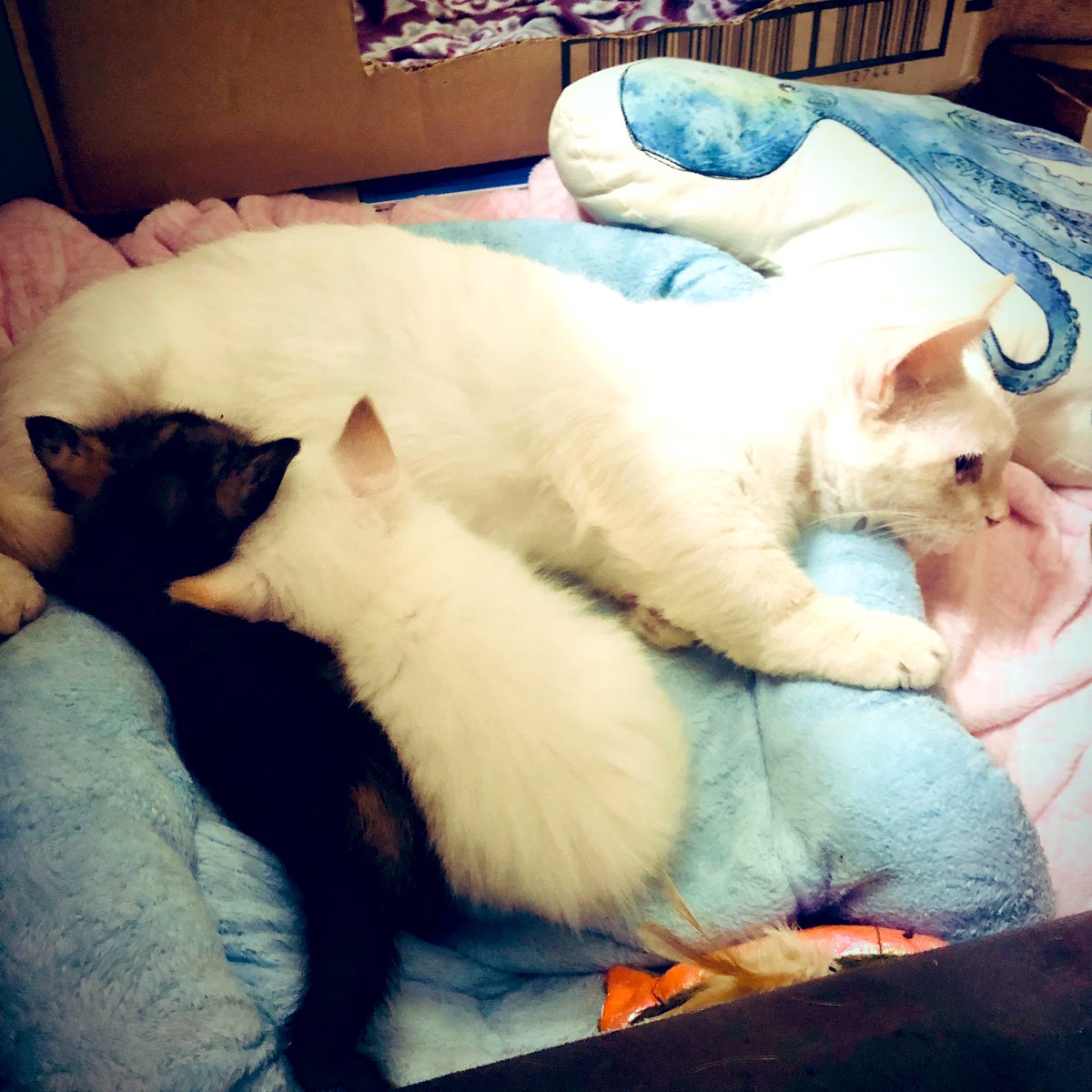 jungle_os's tweet photo. Crystal was demonstrating the proper “cat loaf” crouch position for Pearl (she’s mama’s “mini-me”). Afterward, the kits had milkies together for lunch (& they didn’t fight! 😸), followed by a #CaturdayCatnap. #catLessons #cats #CatsOfTwitter #Caturday https://t.co/4e2ELrXjbU