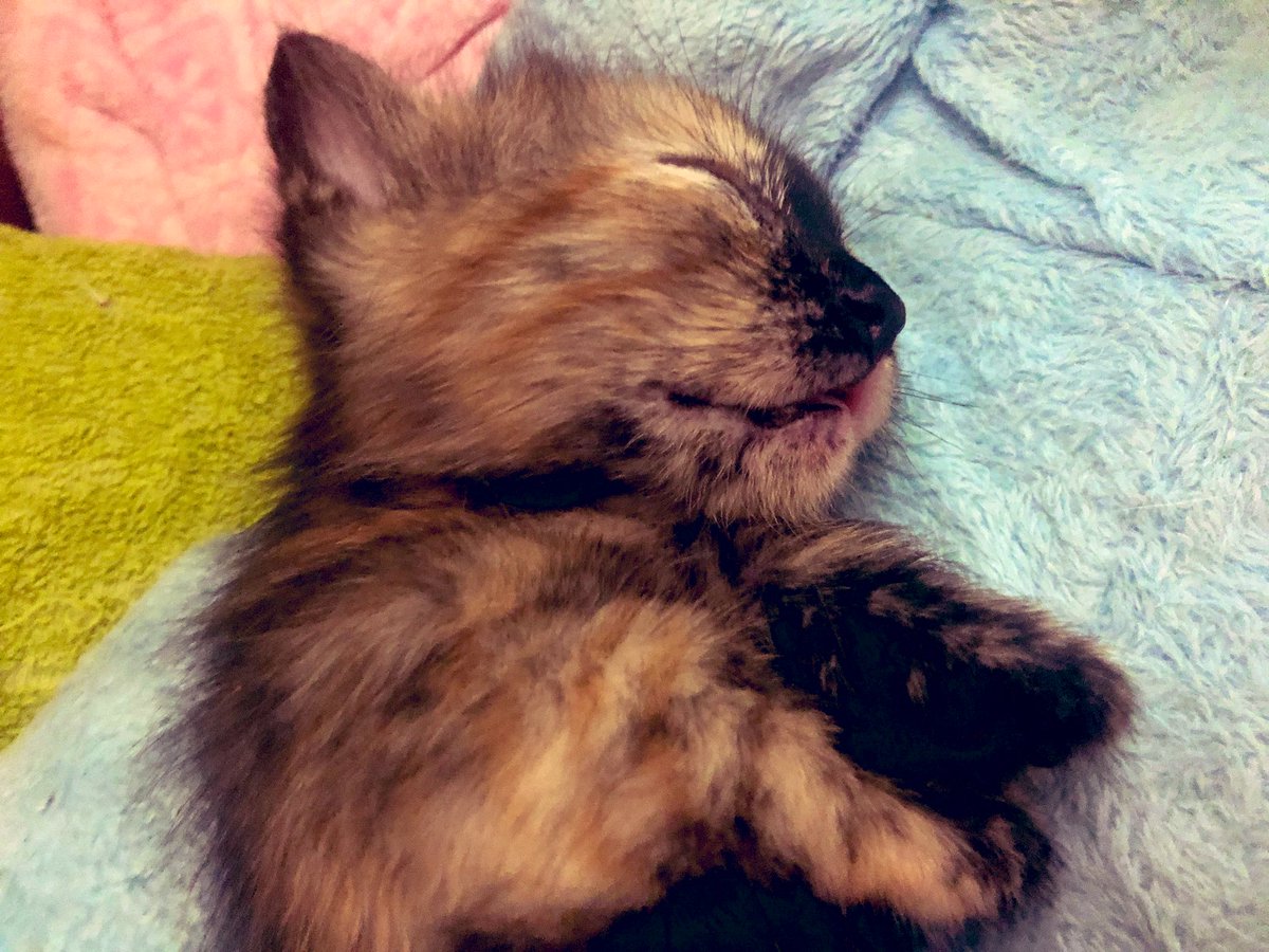 jungle_os's tweet photo. Crystal was demonstrating the proper “cat loaf” crouch position for Pearl (she’s mama’s “mini-me”). Afterward, the kits had milkies together for lunch (& they didn’t fight! 😸), followed by a #CaturdayCatnap. #catLessons #cats #CatsOfTwitter #Caturday https://t.co/4e2ELrXjbU