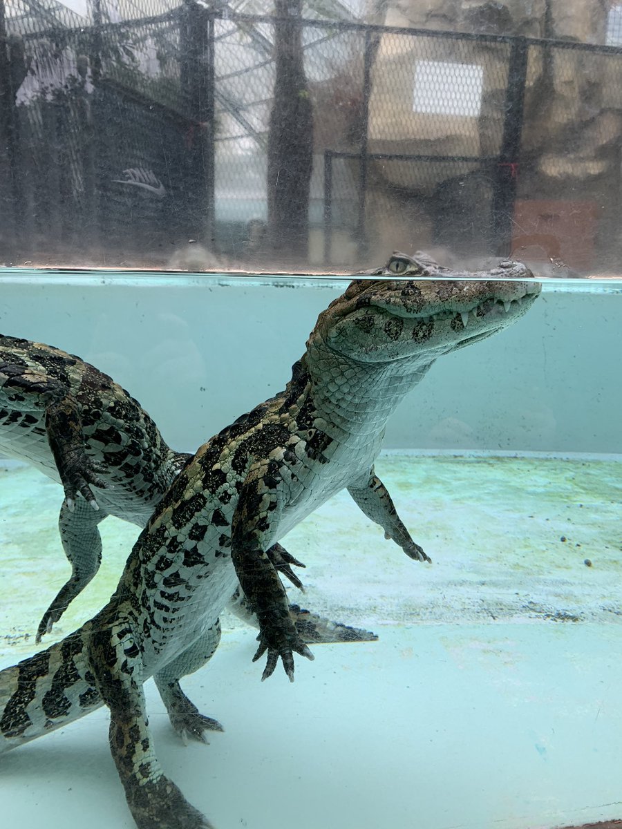 みかん Ppmmで4回接種完了 デマが定期的に流されますけど ウチでは事故は起こっていません が 中に入るとかは絶対ダメですからね あと 某海賊漫画のバナナワニは実在してませんから と ワニ愛と怖さを教えてくれる熱川バナナワニ園 みかん Ppmmで4回接種完了 デマが定期的に流されますけど ウチでは事故は起こっていません が 中に入るとかは絶対ダメですからね あと 某海賊漫画のバナナワニは実在してませんから と ワニ愛と怖さを教えてくれる熱川バナナワニ園