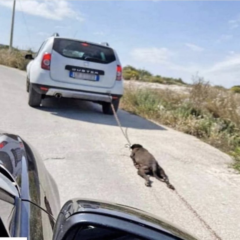 tesunepepite's tweet photo. PER FAVORE FATE GIRARE. CHE SCHIFO, GLI FAREI FARE LA STESSA FINE. https://t.co/u4N1nBi7oG