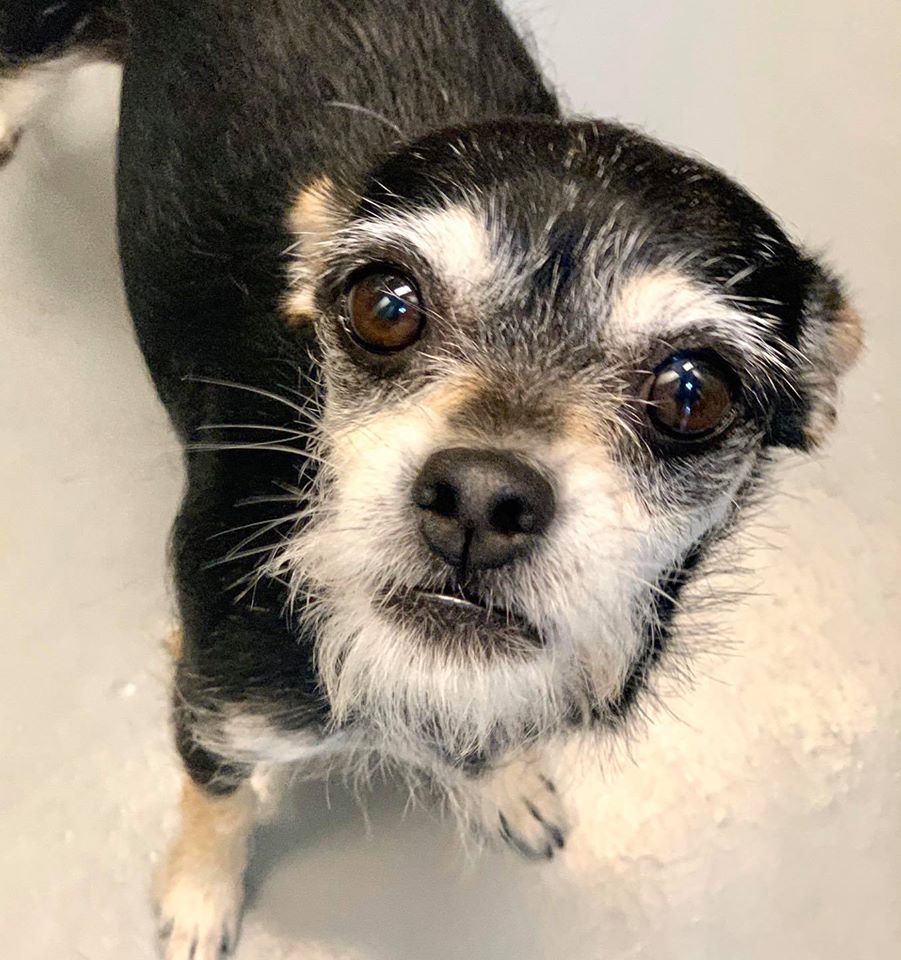 Humane Society of North Texas tweet media