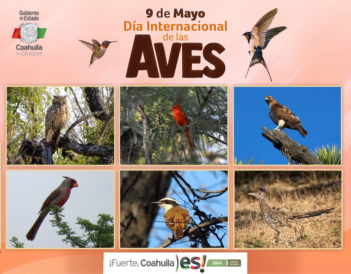 Las aves son vertebrados de sangre caliente recubiertos de plumas y cuyos  huesos livianos les permiten en la mayoría de los casos volar, ¡Celebremos  la vida de estos maravillosos animales! #YoMeQuedoEnCasa  #DiaMundialdelasAvesMigratorias #, image size:1200x936