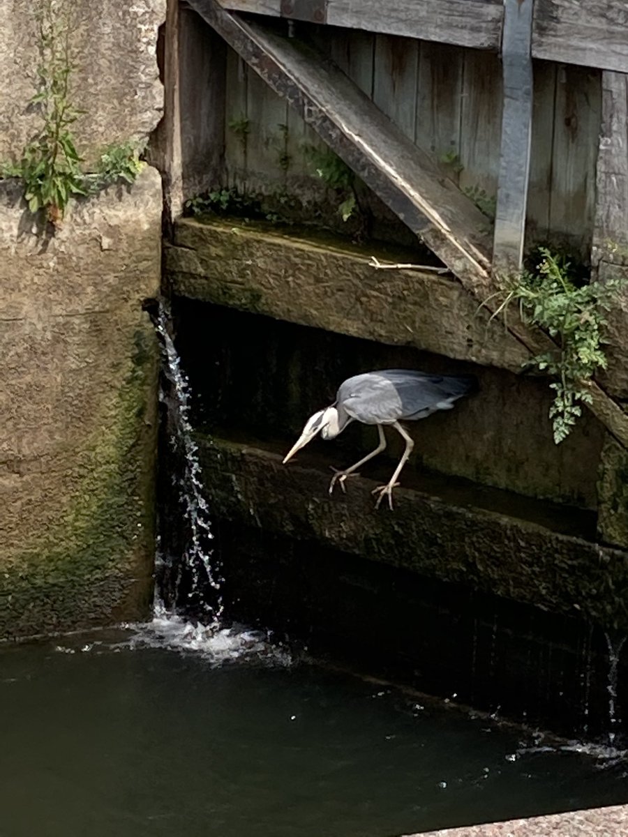 ThatKevinShute's tweet photo. The upside of #MarshLock being closed is that it’s easier for the heron to catch lunch.
Top fishing
#HenleyOnThames https://t.co/hk366uit6a