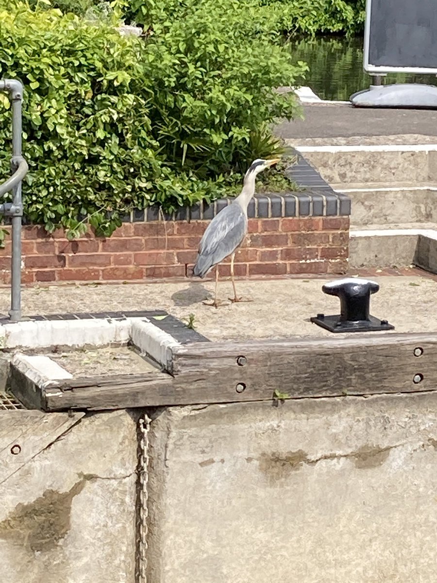 ThatKevinShute's tweet photo. The upside of #MarshLock being closed is that it’s easier for the heron to catch lunch.
Top fishing
#HenleyOnThames https://t.co/hk366uit6a