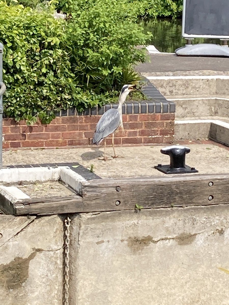 ThatKevinShute's tweet photo. The upside of #MarshLock being closed is that it’s easier for the heron to catch lunch.
Top fishing
#HenleyOnThames https://t.co/hk366uit6a