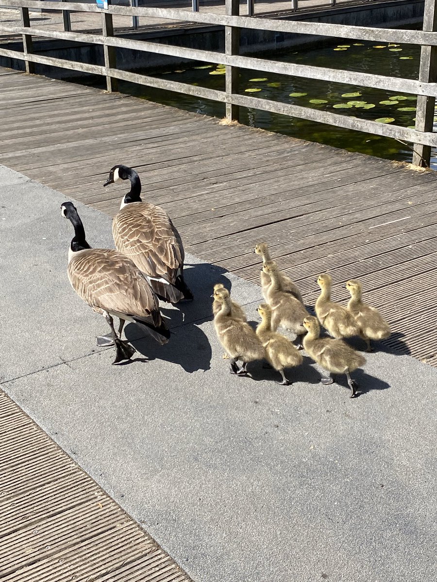 janempetrie's tweet photo. There’s a gosling babysitting rota at weekends in the local ecology park because people have been abusing them. Doing a shift now and they are properly adorable. https://t.co/a0uzq52Xxh