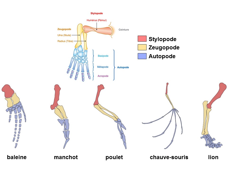 pierrekerner's tweet photo. Rira bien chiridien l'dernier : adaptation de plusieurs billets de #SSAFT (https://t.co/ujH6nXUoBz &amp; https://t.co/TOMrdSjoSP)  pour l'émission #PS411 de @podcastscience dont j'espère que vous apprécierez l'écoute!
https://t.co/VeCrCFsQsk https://t.co/cngALWFioH