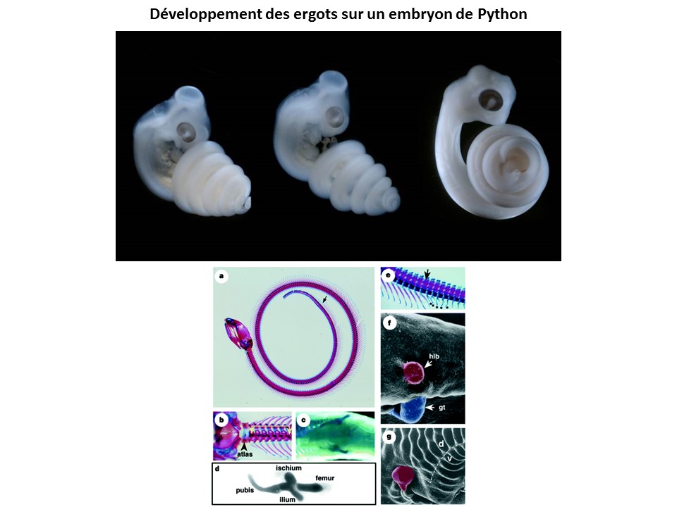 pierrekerner's tweet photo. Rira bien chiridien l'dernier : adaptation de plusieurs billets de #SSAFT (https://t.co/ujH6nXUoBz &amp; https://t.co/TOMrdSjoSP)  pour l'émission #PS411 de @podcastscience dont j'espère que vous apprécierez l'écoute!
https://t.co/VeCrCFsQsk https://t.co/cngALWFioH