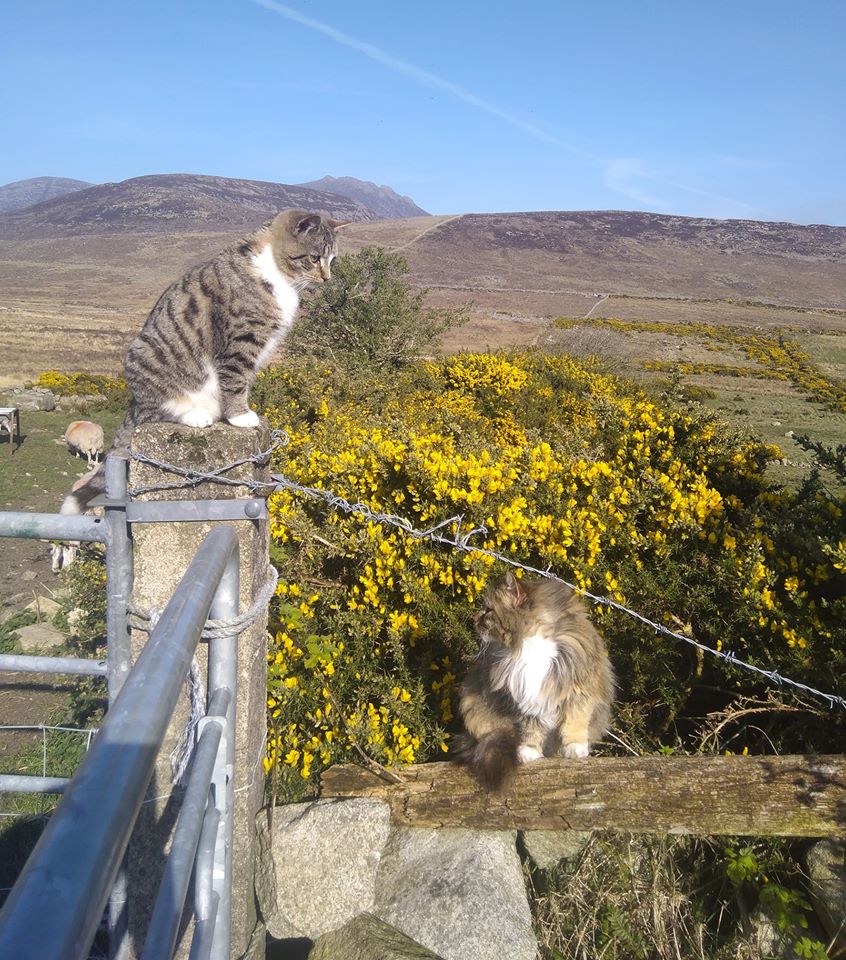 Beautiful Mourne Mountains, Co Down, N  #Ireland. Mournes are made up of 12 mountains with 15 peaks & include the famous Mourne wall (keeps sheep & cattle out of reservoir)! Area of Outstanding Natural Beauty. Partly  @NationalTrustNI.Daniel Mcevoy (with lovely cats!)  #caturday