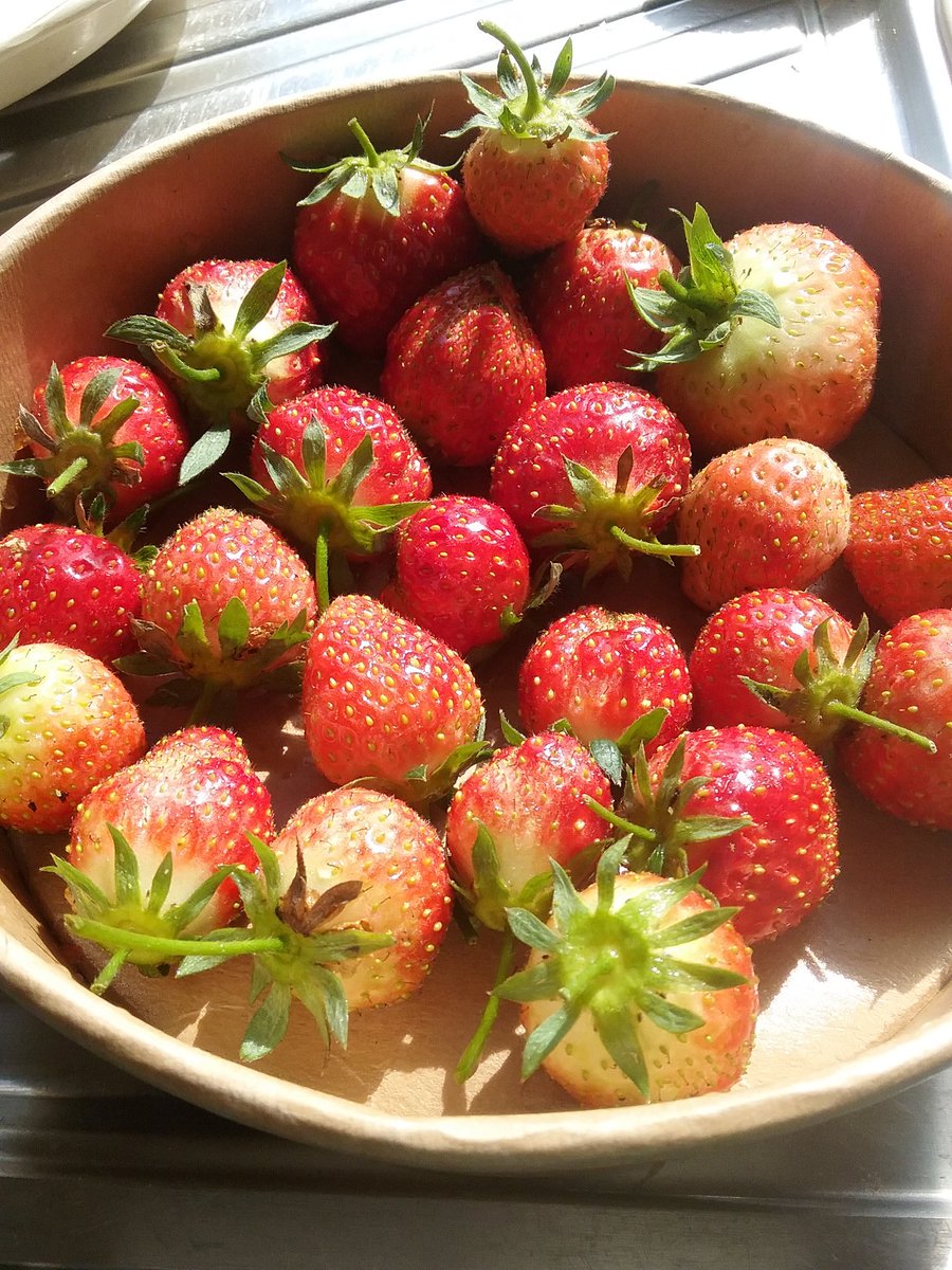 MargaretStamp's tweet photo. First pick of the homegrown strawberries. https://t.co/pfQI7YCoZr