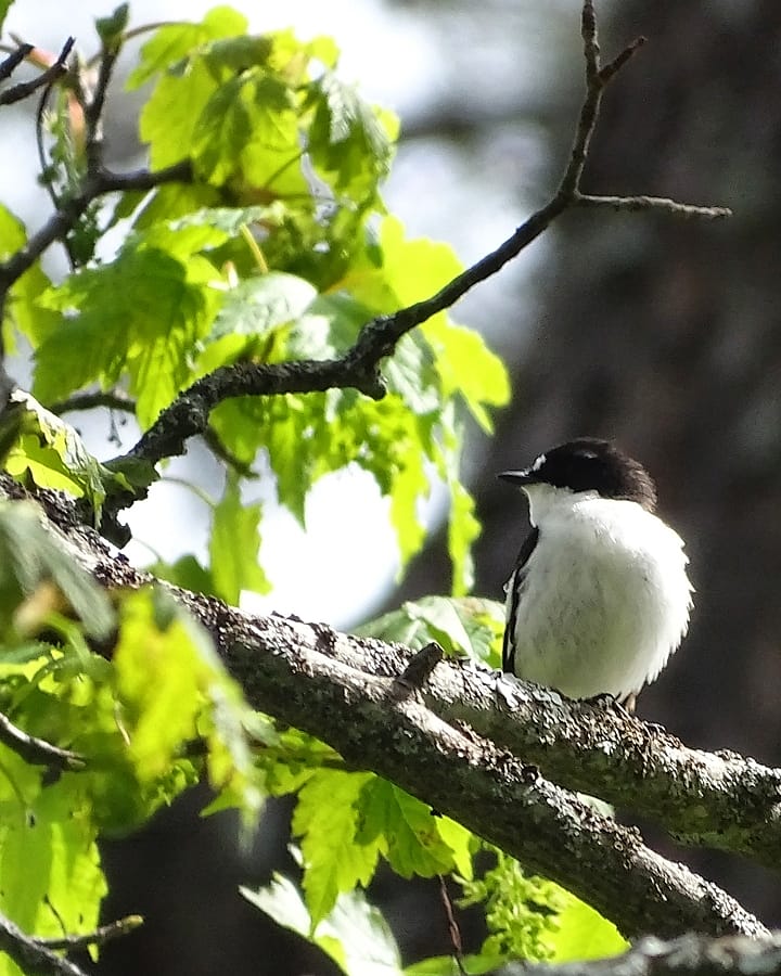 Nirvanatural's tweet photo. Feliz día Mundial de las Aves Migratorias.
🐣Ficedula hypoleuca https://t.co/fJTmBT7Vpg