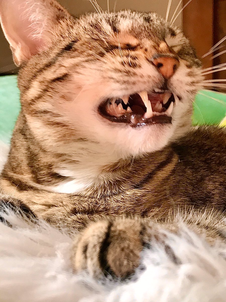 TamilToes's tweet photo. @DebbieS00060220 @HelenWe16937034 @HFurbabies #Fangtastico #FelineTheLove #FangsForTheMemory #Caturday #CatsOfTwitter #CatsOfTheQuarentine https://t.co/Cxik4o1fo7