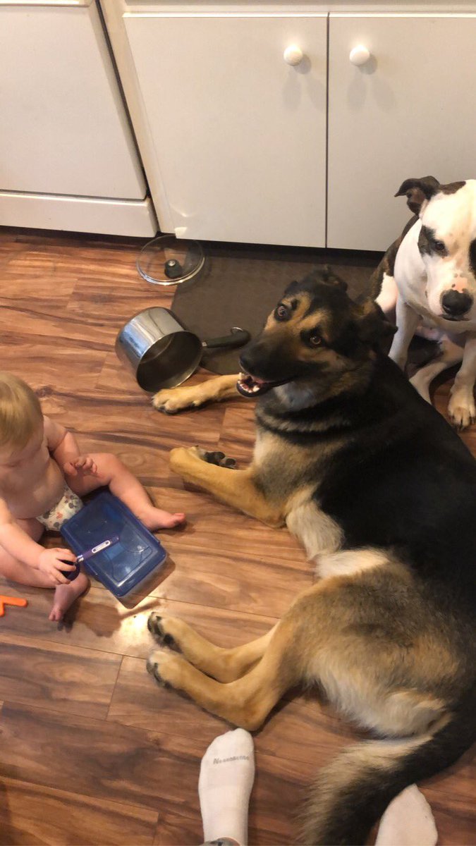 brinsleydecotis's tweet photo. Trying to make food with the peanut gallery 😅💙 #squad https://t.co/vkkVIwHO1t