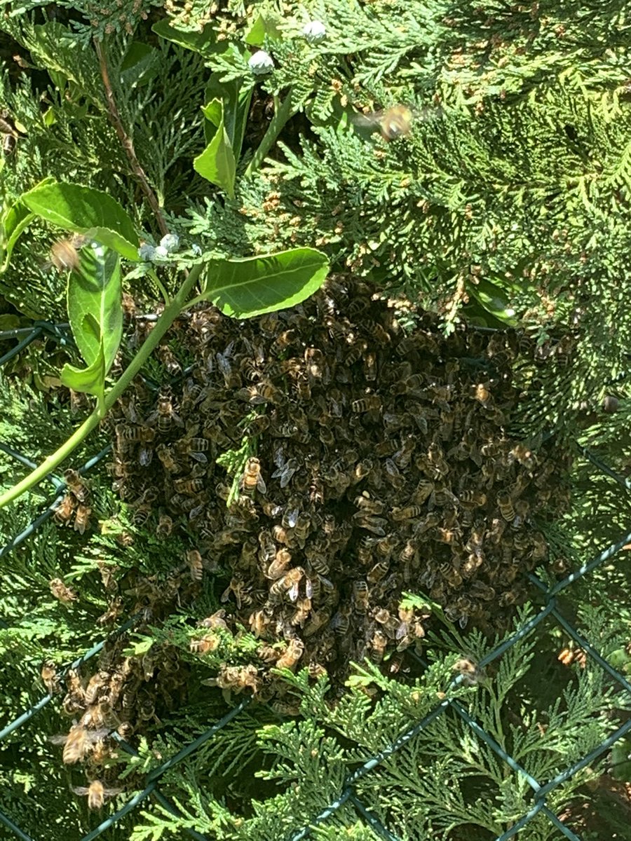 We’ve had a swarm of bees land in our garden on their way to a new home. Luckily, our amazing neighbour from the <a href="/britishbee/">BBKA</a> keepers association has popped over to help get them somewhere safe. #bees