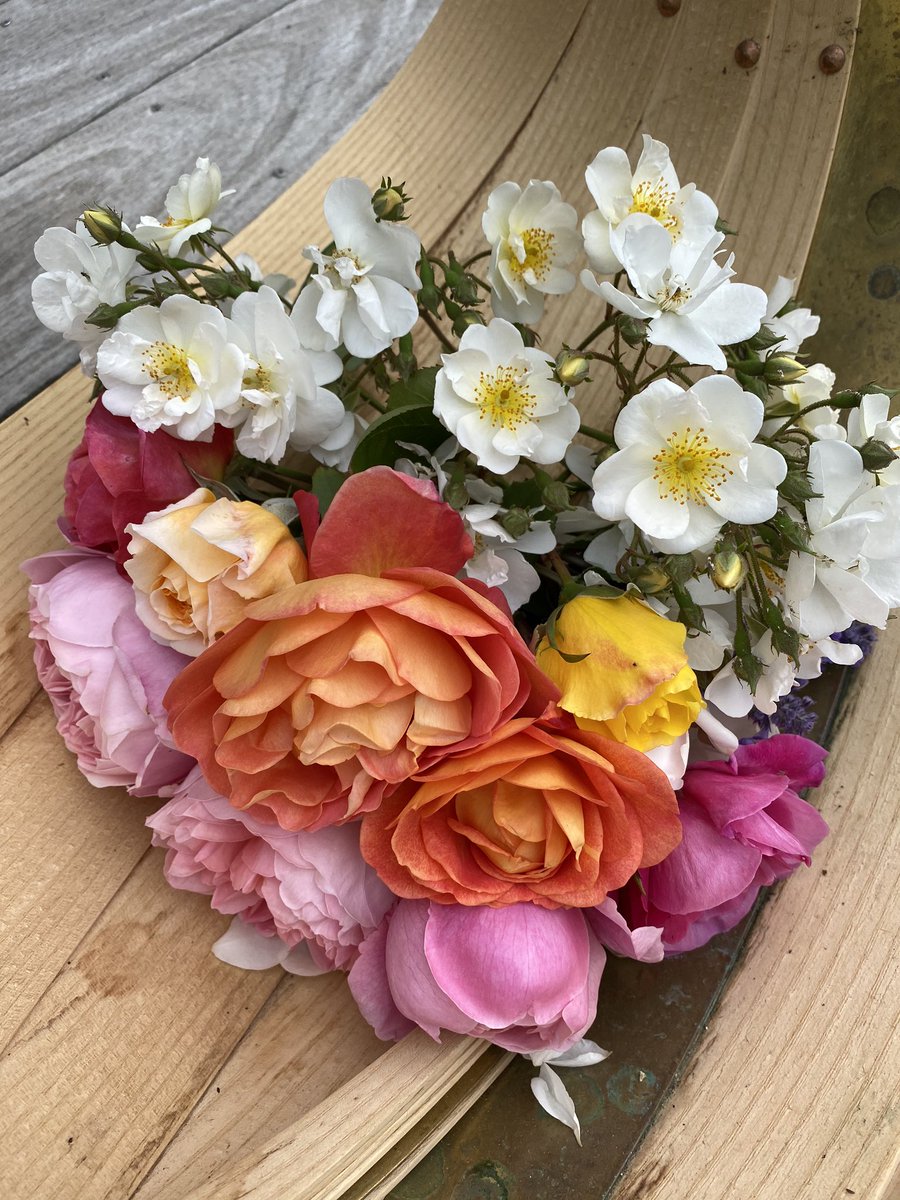 Nina Shorrock tweet media