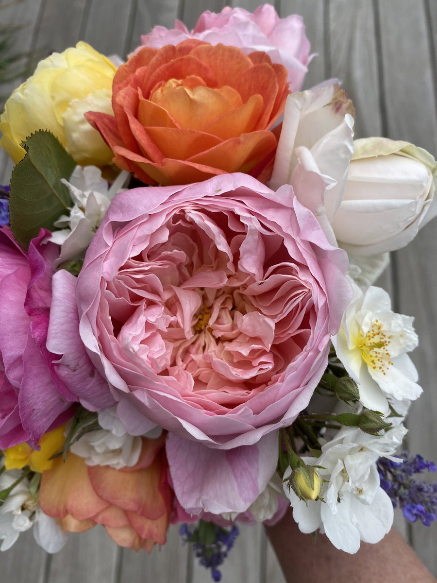 Nina Shorrock tweet media