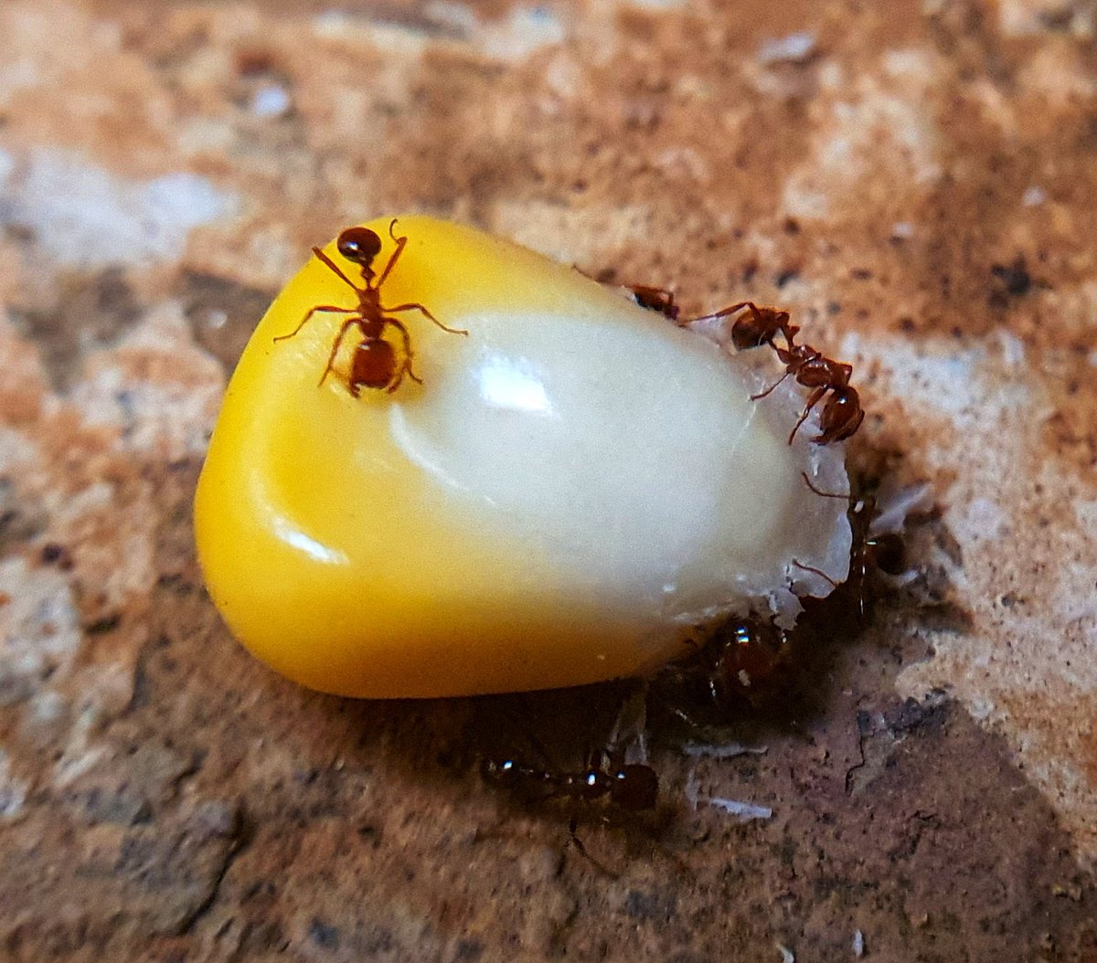 RajivAluri's tweet photo. Heights of boredom ๐
Sweet corn play with ants and captured with mobile macro lens
#ShotOnNote10Plus #rjvclicks https://t.co/70rFwjfIO3