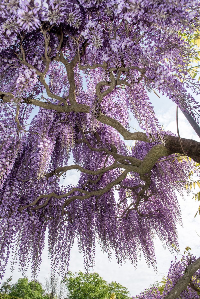Cascading wisteria flowers are transforming our Gardens into a heavenly  purple and white dreamscape. And the scent is just as divine, especially  when it's carried by a fresh spring breeze. #OurGardensYourHome