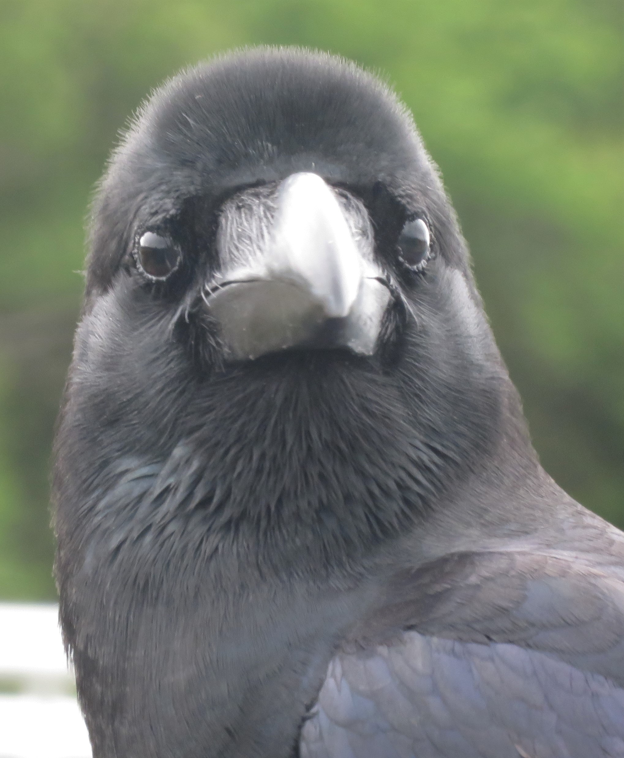 たねまるーぷうさん2 在 Twitter 上 カメラ目線でかわいい カラスかわいいよ T Co Ycujd51rtt Twitter