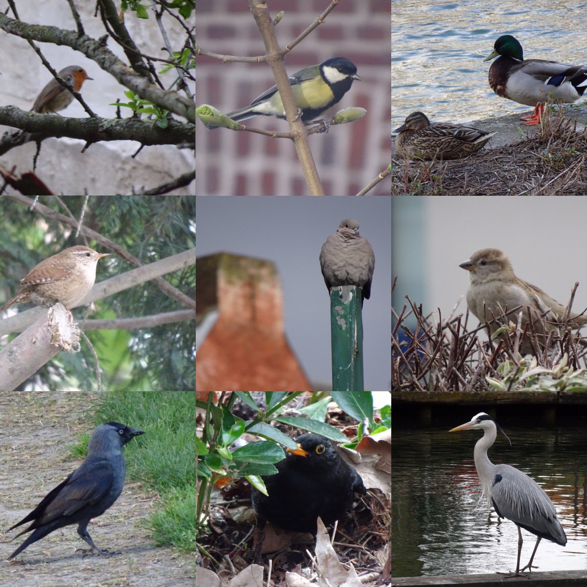 En plus de 50 jours de confinement et autant de promenades urbaines dans le  #Vieuxlille, j’ai découvert 29 espèces d’oiseaux, que j’ai photographiées [plus ou moins bien]. Je vous emmène les découvrir...À dérouler  #Lille  #birds  #birdphotography  #birdwatching  @LPOFrance