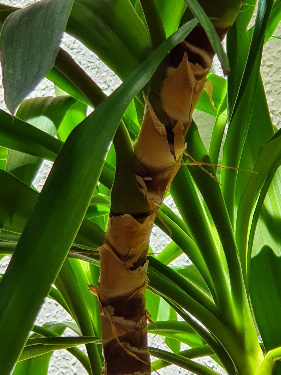 Wenn schon kein sommerurlaub dann eben mittagsschlaf unter palmen
