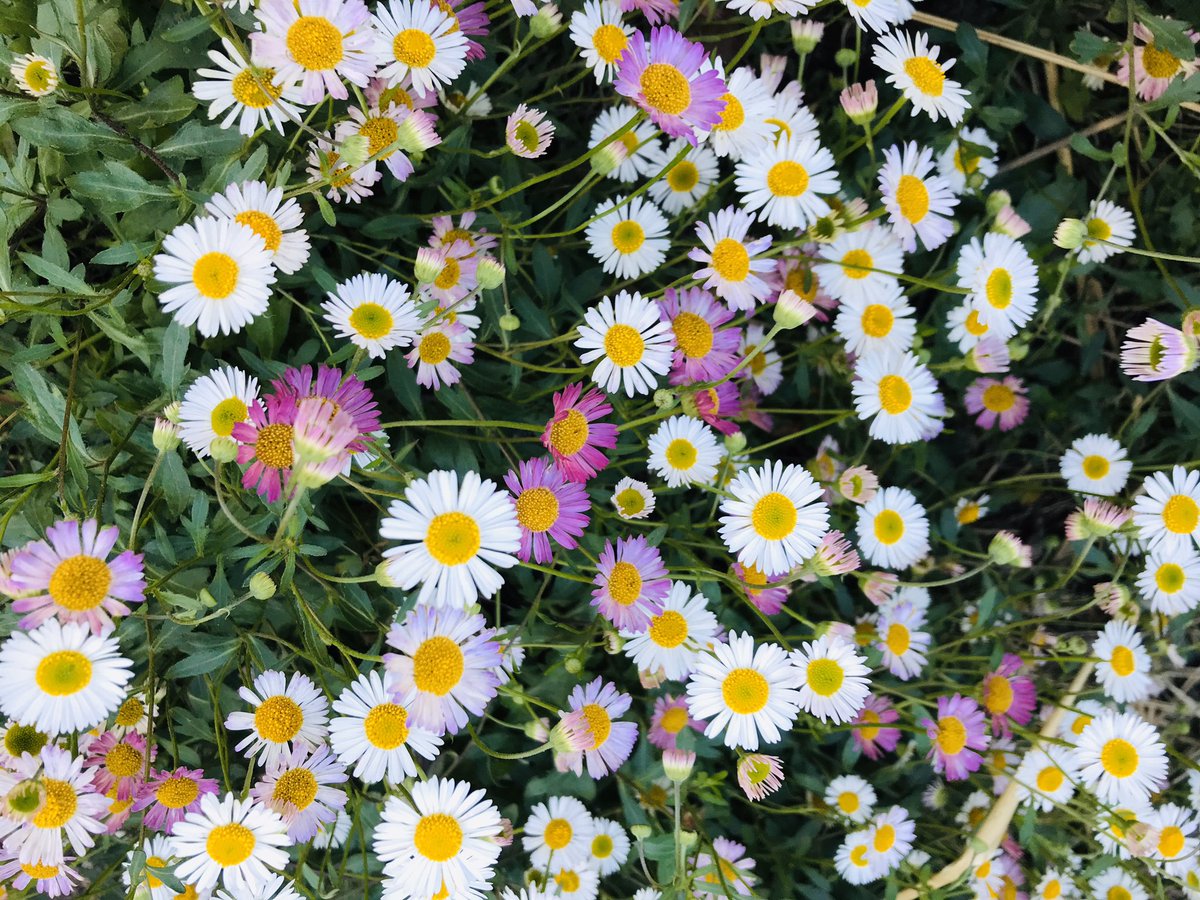 ELangillier's tweet photo. Un peu de #couleur... #photo #Photographie #photography #fleurs #Flowers #FlowerPower #nature #naturelovers #naturephotography https://t.co/9wScJuhPxX