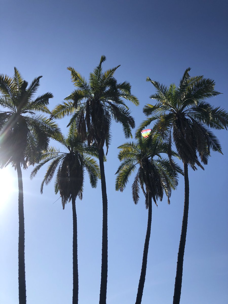 ctianarice's tweet photo. I saw a kite stuck in a tree - a striking symbol of loss and love. “Loss is made endurable by love. And it is love that echoes into eternity.” 
- Call The Midwife https://t.co/lRllM0OHWB