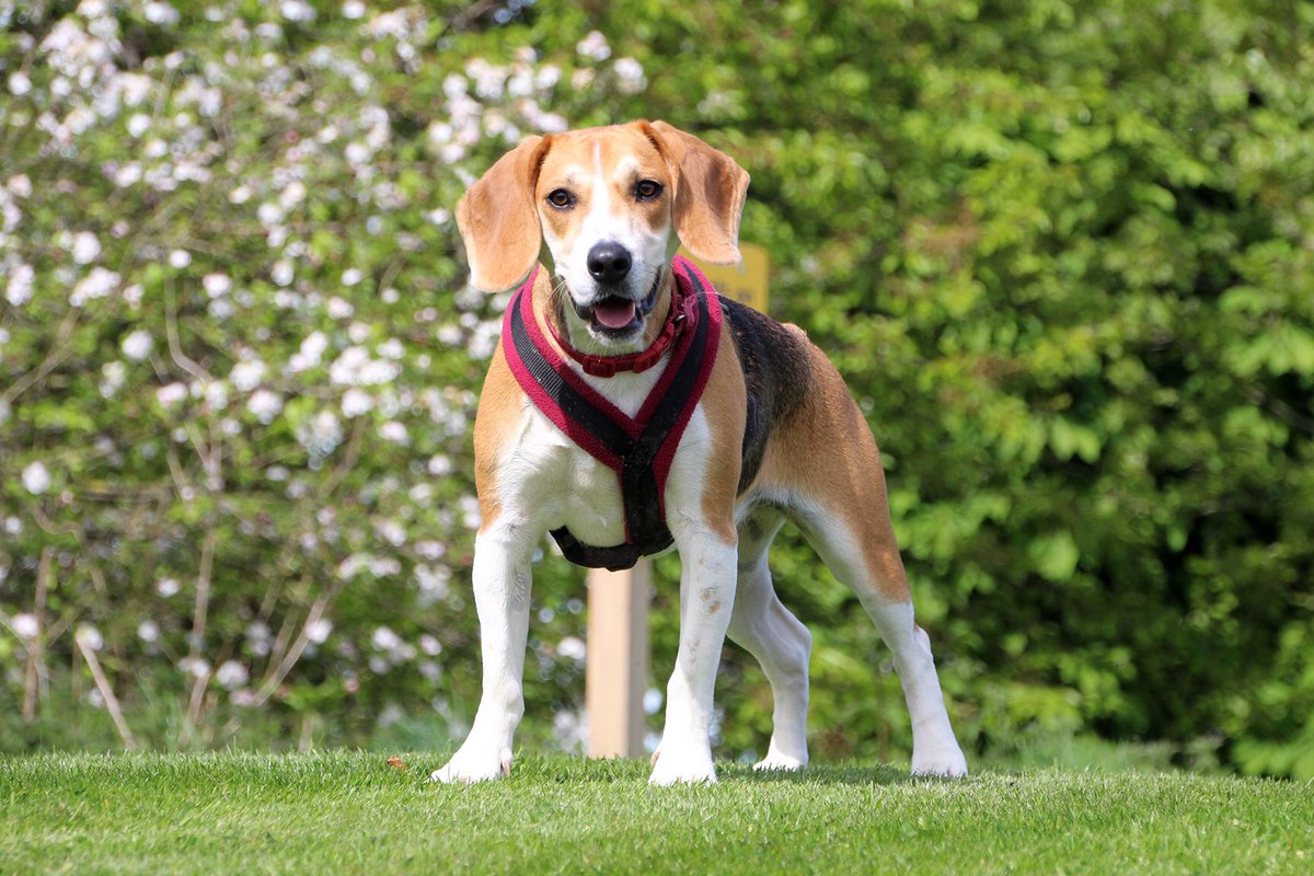 dogs trust beagle