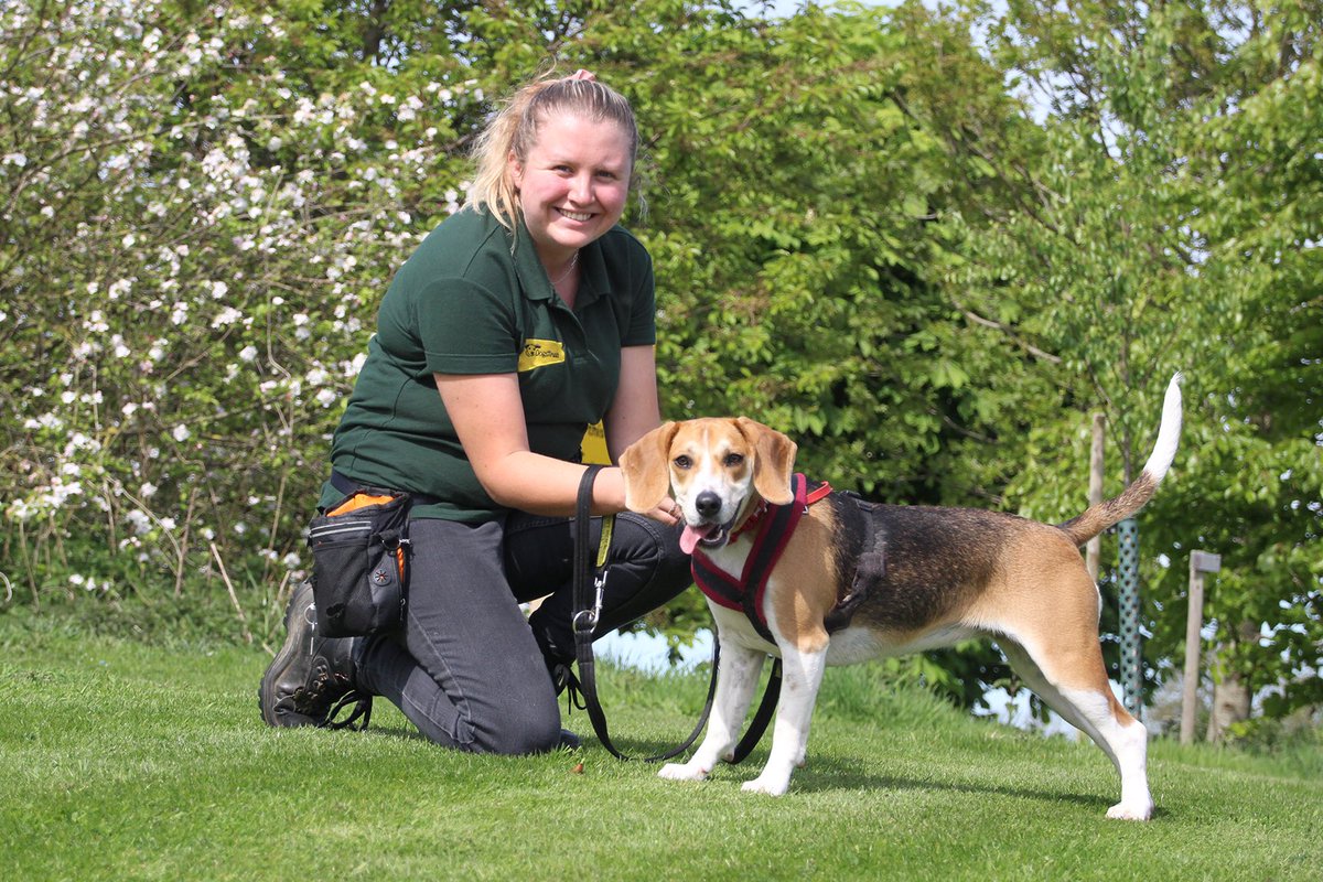 dogs trust beagle