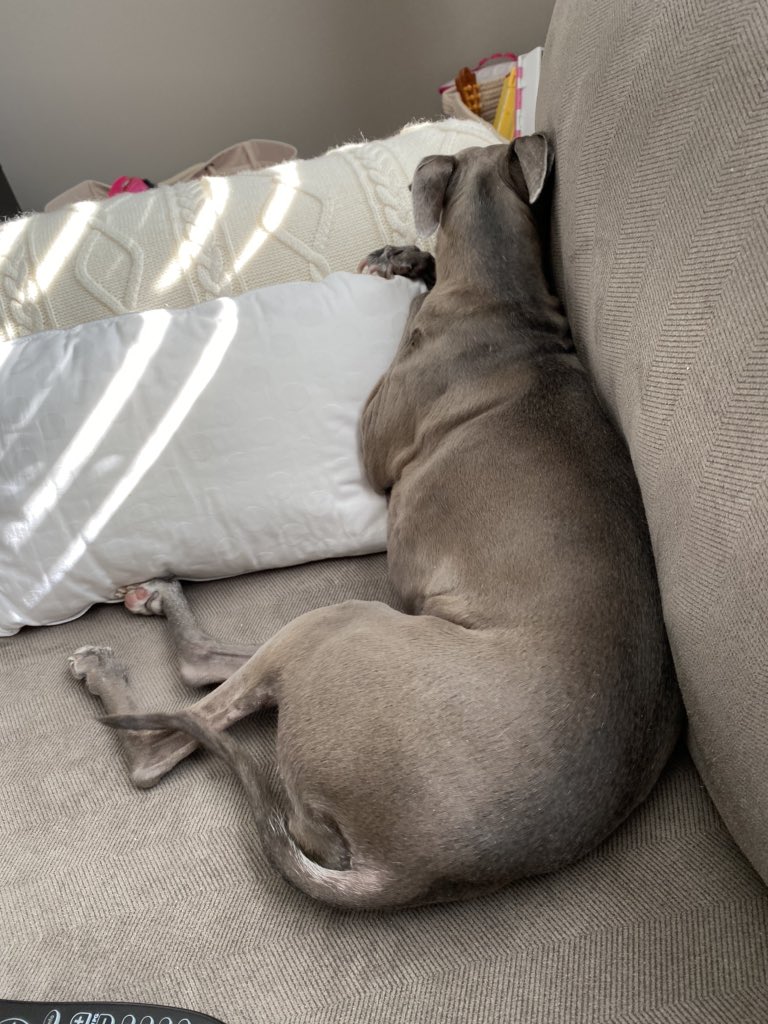 Why must they open all shades first thing. Ugh. I need to 💤 <a href="/RemydogIG/">Mr. Maddox McClain</a> <a href="/mandy1965/">Mandy Lopez</a> <a href="/DaisyTheGrey/">TwirlyTwyla 🌪</a> <a href="/willowwhippet1/">willow whippet</a> <a href="/jdpoohbear/">Jill F n my 3 pups🇺🇸🇺🇦</a> <a href="/Grandma_Bobbins/">Grandma Bobbins</a> @HollyBobsHound <a href="/cori_berman/">Cheezy & Cori 🌻</a> <a href="/casalindi/">Kai 🌈& Co</a>