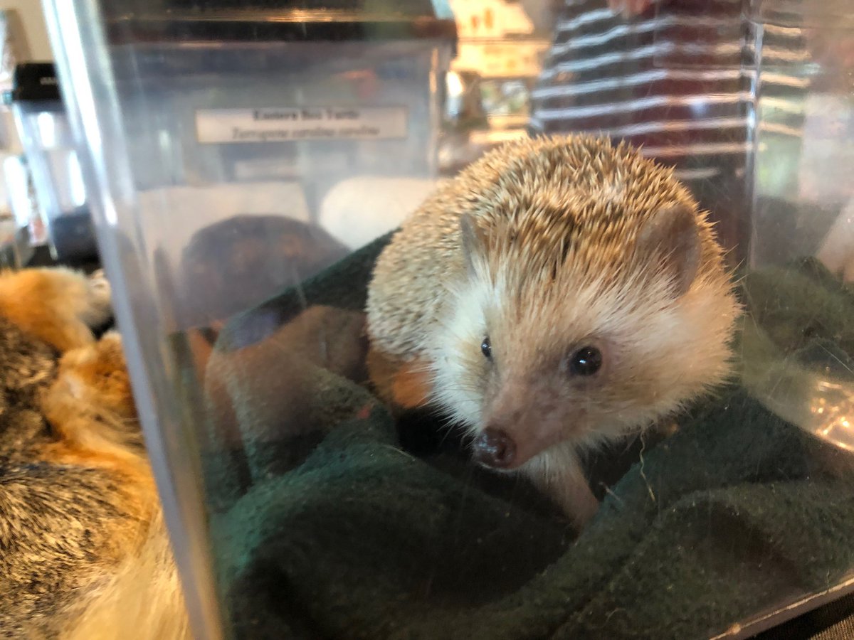 The_Schiele's tweet photo. Meet this little guy on Monday as our Animal Ambassador Creature Feature! Join us via Facebook Live to learn about this prickly character at 10 AM.
#AnimalAmbassador #SchieleMuseum https://t.co/m7Cm8hC4Sj