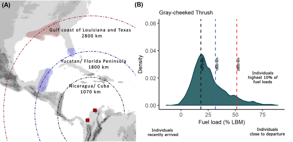 AvianBiology's tweet photo. Cano et al. (2020): Is there more than one way to cross the Caribbean Sea? Migratory strategies of Nearctic‐Neotropical landbirds departing from northern Colombia
https://t.co/B3ZcmIVND6
@wileyecology @NordicOikos #ornithology #Catharus #flightmorphology #flightrange https://t.co/cyIssYIX5G