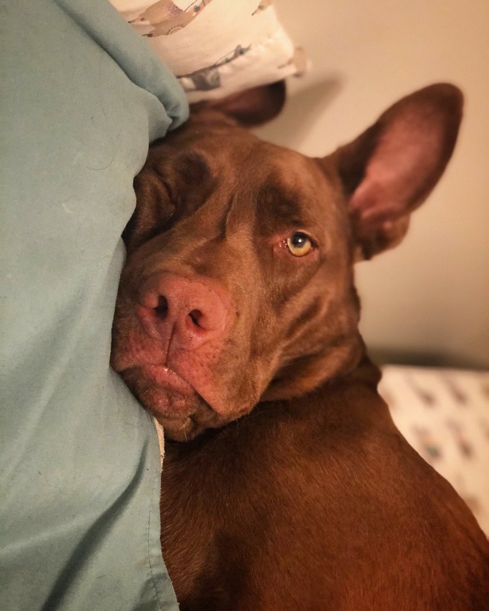 jesspare04's tweet photo. How we feel about getting snow in may, wake me up when it’s over mum #readytoeatalltheflowers #lazyday https://t.co/y4JJouPcmj