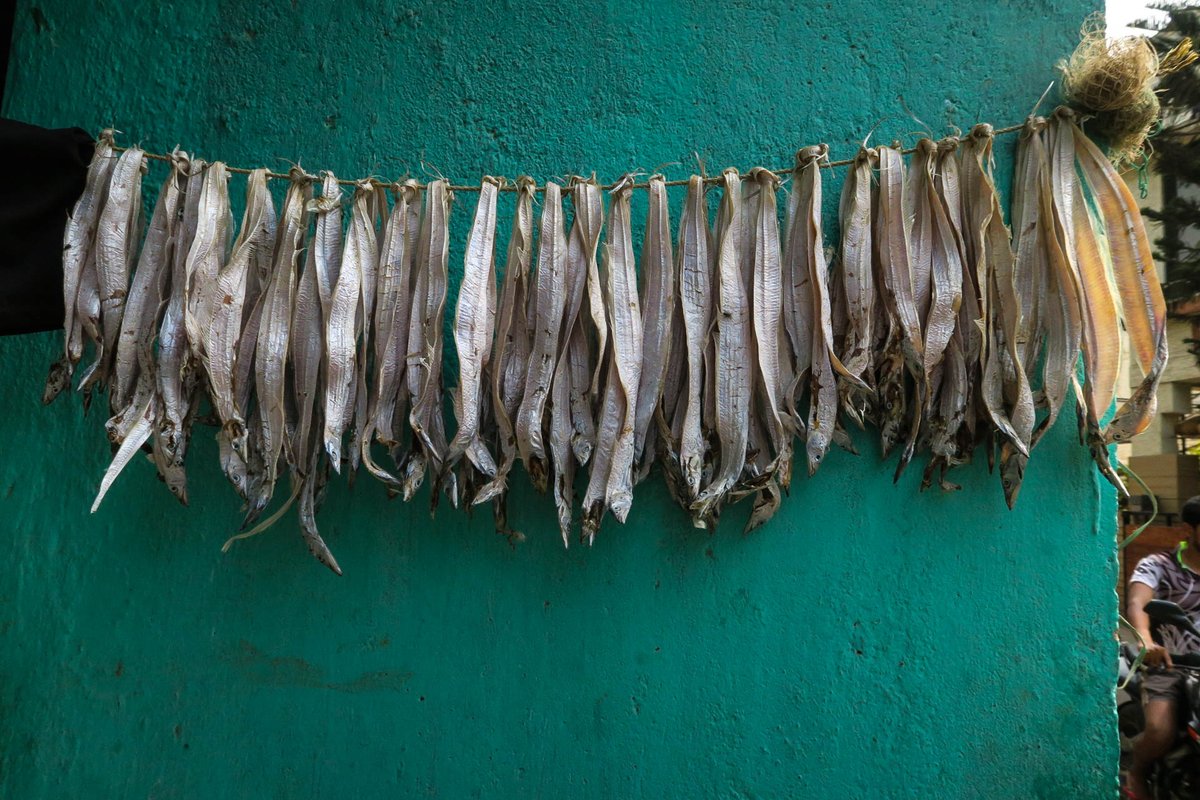 SloganMurugan's tweet image. #IndianTideLine Bombay Duck / Bombil / Bombay Karuvaad in Tamil.