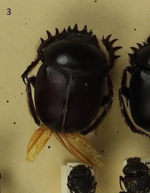 Знакомим вас с коллекцией насекомых, связанной с деятельностью музейных энтомологов (учёные занимающиеся изучением насекомых) — участников Великой Отечественной войны. 
Наши герои — О. Л. Крыжановский, В. Н. Степанов и другие известные энтомологи, участвовавшие в войне