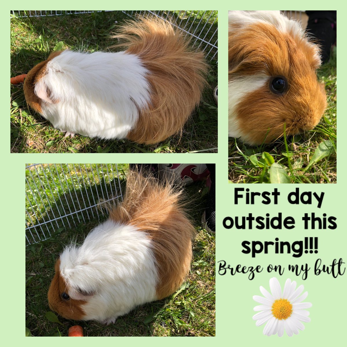 Enjoyed some fresh greens for the first time this season. The wind flooffed my fur! #nutmeg #cavy #guineapig #Spring