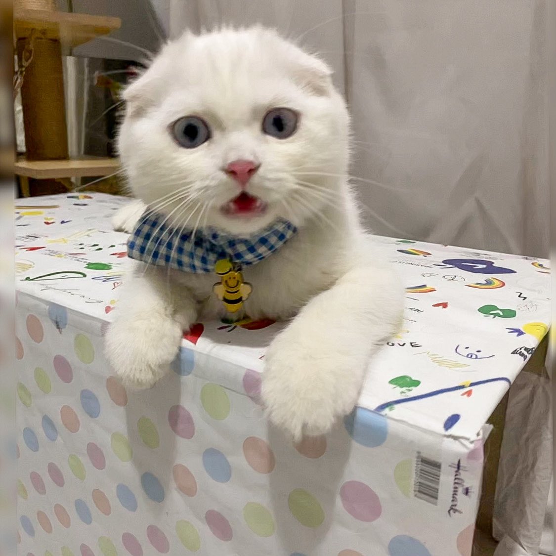 awwwfluffy tweet picture