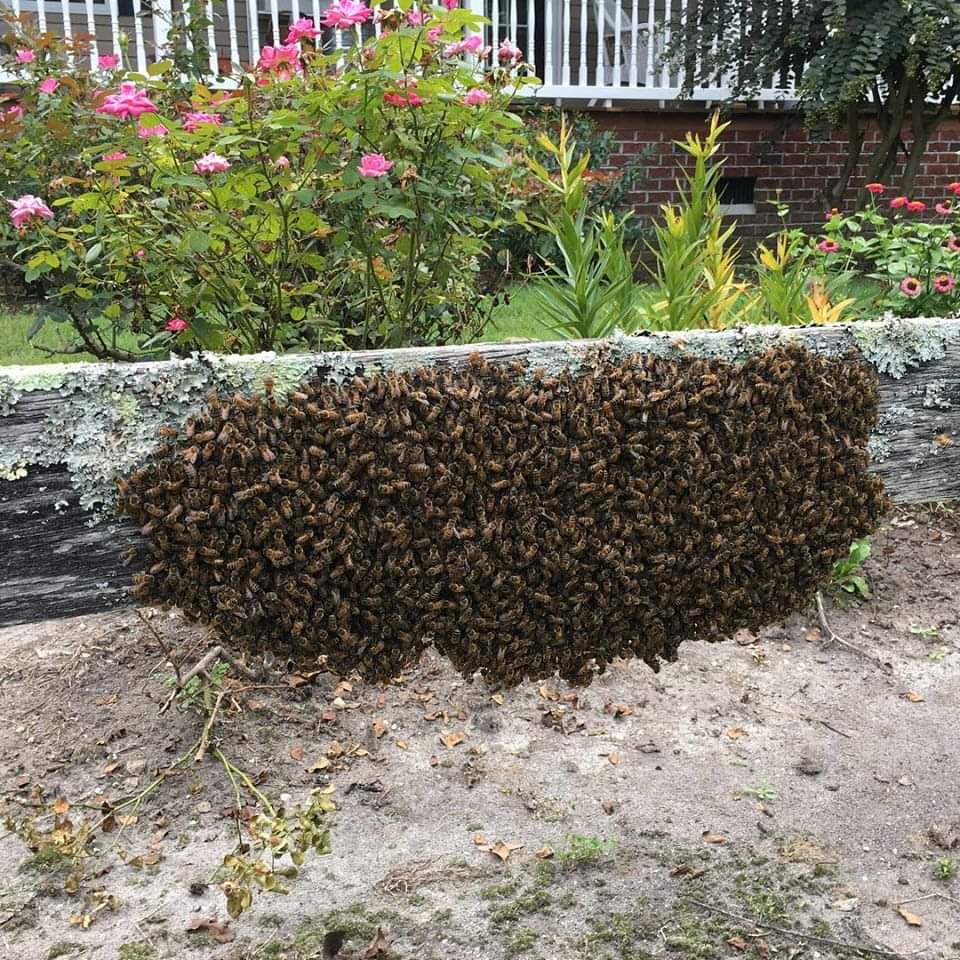 NoDigWex's tweet photo. It’s swarm season! If you see a large cloud of bees congregating somewhere or a large cluster of them hanging on a branch, sign, fence post, etc DO NOT BE FRIGHTENED! These bees are homeless wayward travellers and looking for a new place to set up a hive. #StaySafe #savethebees https://t.co/rC9Ronip05