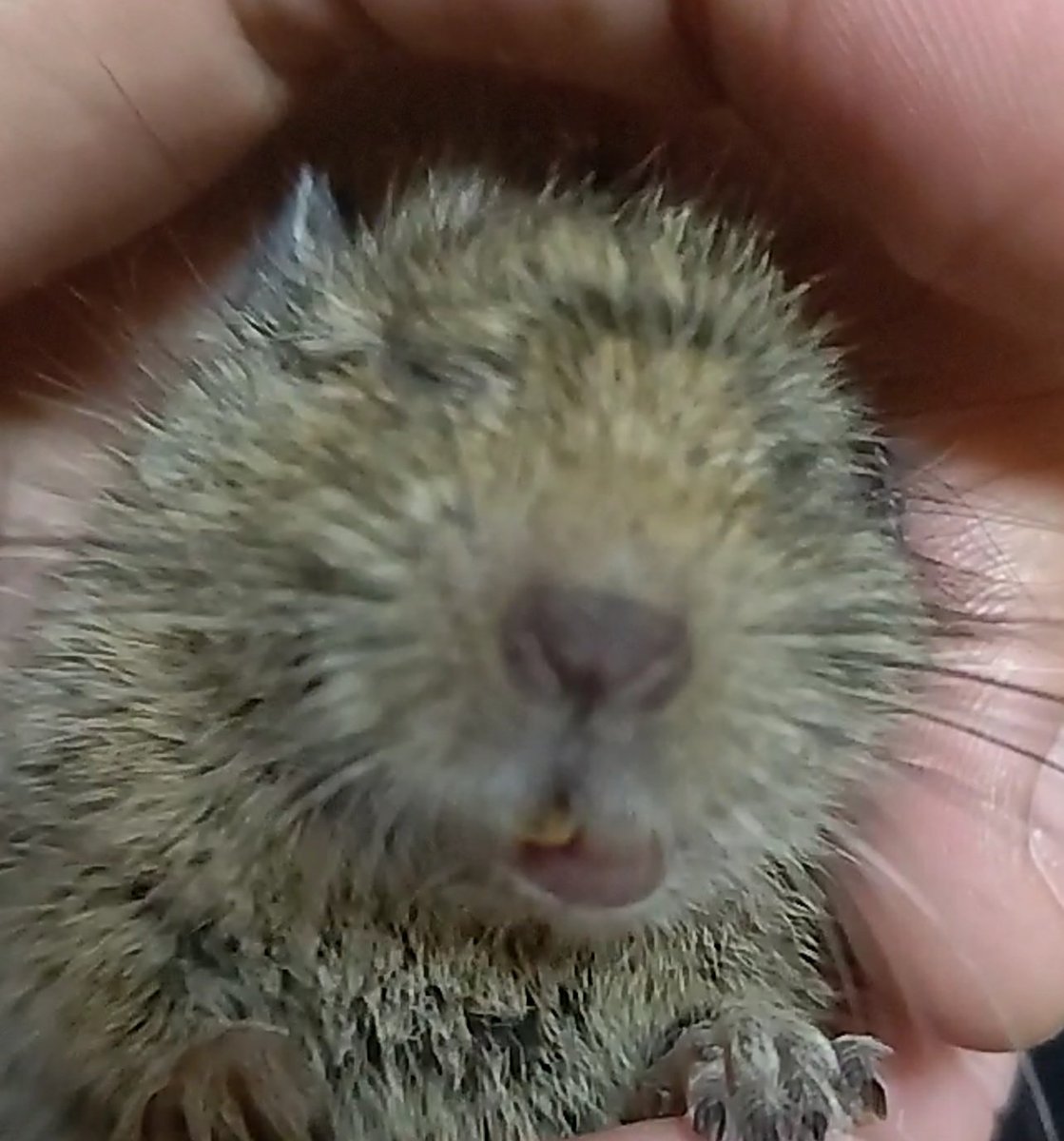Fu_homo_Se's tweet photo. #デグー で他のデグラーさんのお子様みてたらどの子も素敵だったのでうちの子はこっちの路線で攻めようと思います。

#懐かれるより舐められる関係
#邪道飼育法 https://t.co/ma0vzmLUpk