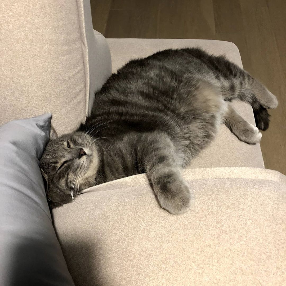 's tweet image. [INSTAGRAM] 515sunnyday: 사람 같이 자네... #과음하고주무시는 #아부지st #행복한뚱냥이 #후추 instagram.com/p/B_-Gn77jbTQ/ #sunnystagram