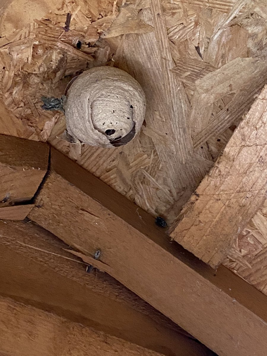 Does anyone know what this is?