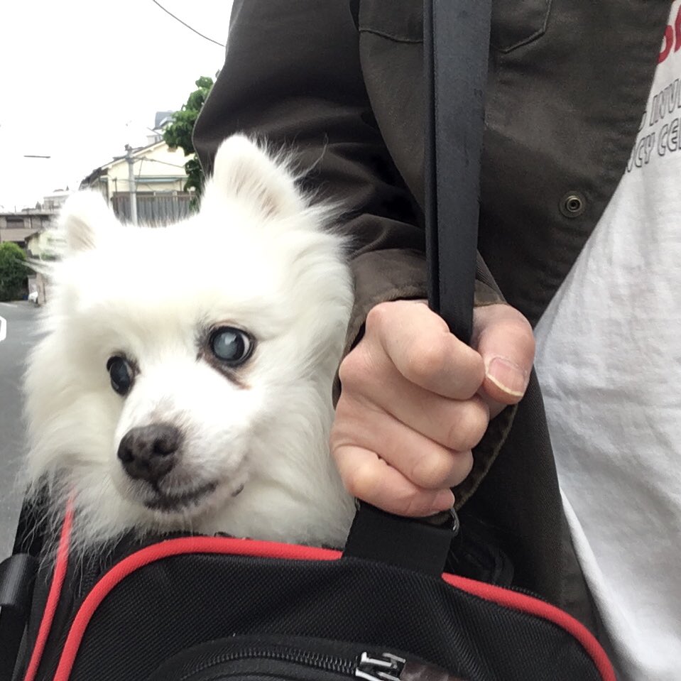 amibane's tweet image. 通常散歩だと雨降られそうだったから、用事に付き合わせる

It was likely to rain in a normal walk, so this guy goes out to work

#移動なふ #movingnow #今日の老犬 #todayolddog #ロデム #rodem #日本スピッツ #japanesespitz #元保護犬 #rescueddog #犬のいる暮らし #livingwithdogs