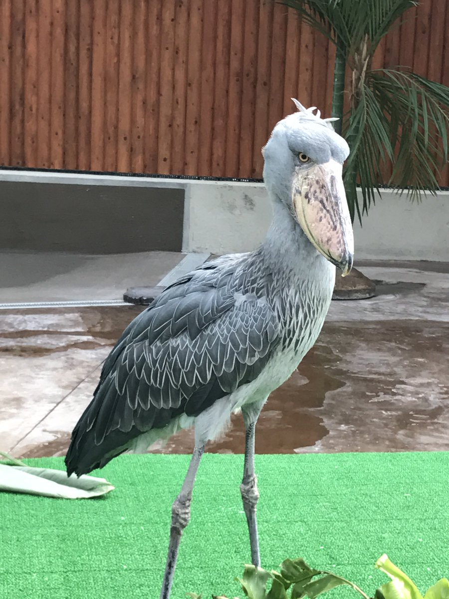 Yaminabe Koheiji 掛川花鳥園 フクロウいっぱい カモ いっぱい 飼育園によるショーもあり ワライカワセミの突然のシャウトを聞いて最奥におわすのがハシビロコウさん