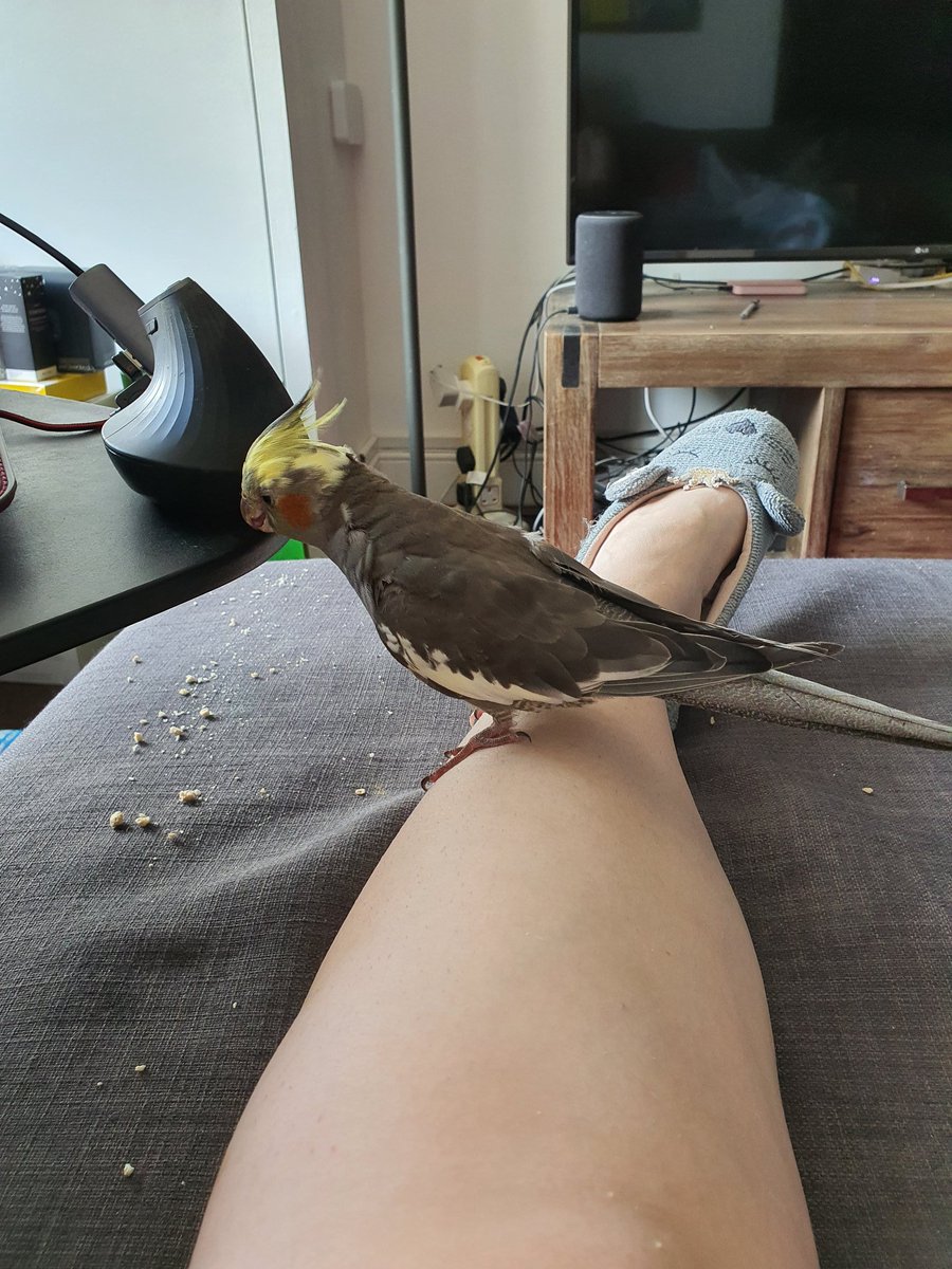 Using my leg to bite my mouse, cheeky chops #brockatiels