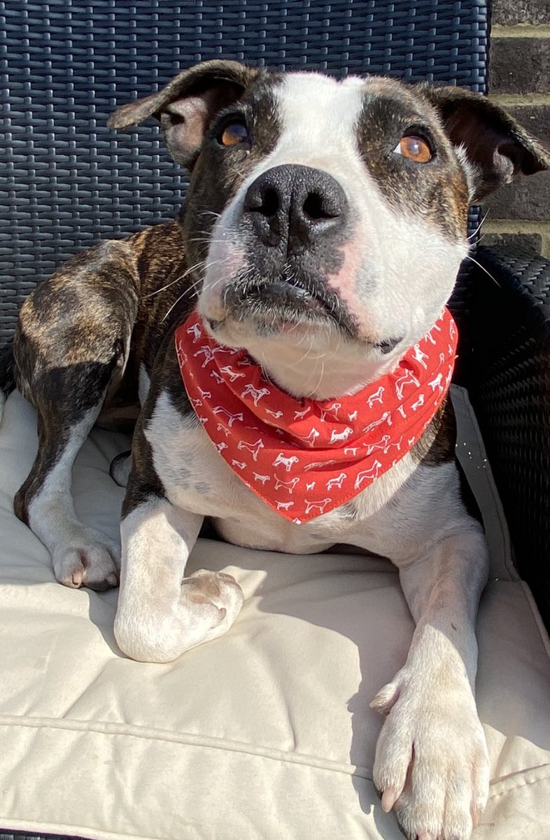 jap666's tweet photo. Ruby rocking her @ButternutBox free gift, transformed into a bandana by #pawscrosseddogbandanas https://t.co/gMrsU19qcb