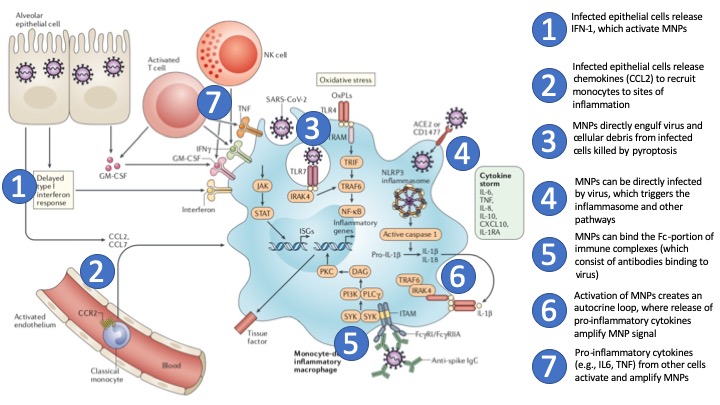 How might activation of MNPs occur in COVID-19? Here is where it gets tricky, as there are many mechanisms. I highlight seven mechanisms based on the  @NatRevImmunol  @MiriamMerad review. Let's go through each of them 1-by-1 with examples and potential therapies...