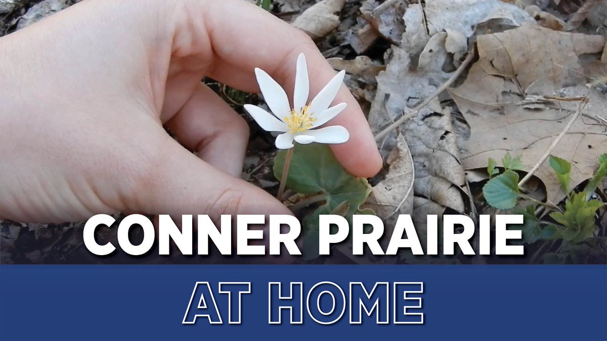 ConnerPrairie's tweet image. Join Interpreter Hollyn Anderson as she takes us on a wildflower identification walk: 🌼 🌸 bit.ly/3dp7XsJ

#CPAtHome sponsored by @RocheDiaUSA : bit.ly/35L34rq

#ConnerPrairie #DiscoverCP #IndyKeepsCreating