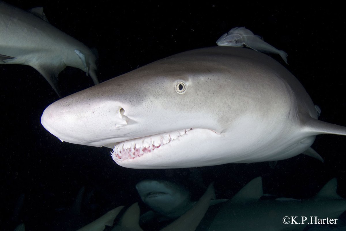 StopFinningEU's tweet photo. #Europe step up for a better #wildlife #protection TODAY: Sign the EU Citizens’ Initiative to #stopfinningEU and save #sharks on #EuropeDay 🦈 ➡️https://t.co/1NSzH6y3tO https://t.co/HO5WcJEviO
